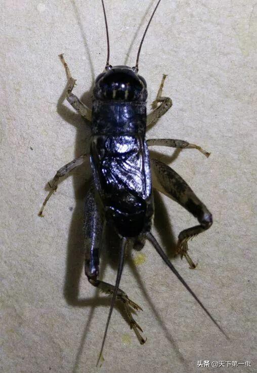 百年罕见的蟋蟀虫王图片(2021年蟋蟀) 
