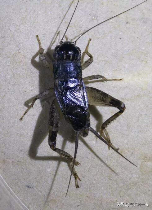 百年罕见的蟋蟀虫王图片(2021年蟋蟀) 