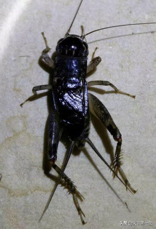 世界上最大的蟋蟀之王图片